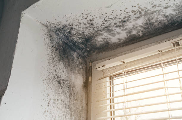 Affordable Mold Removal solutions in Oradell, NJ